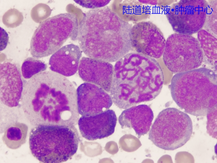 【各种细胞形态染色简介】